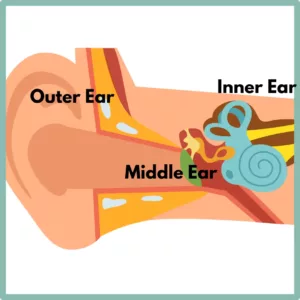 A diagram shows the outer, middle and inner ear. 