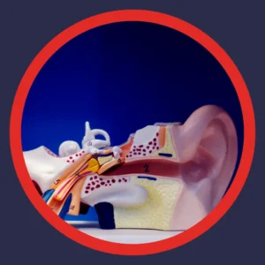 A diagram of an an ear on a blue background. 
