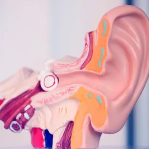A model shows the outer, middle, and inner ear. 