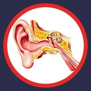 An illustrated diagram of the ear sits on a white background. 